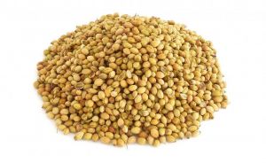 50gm Coriander Seed Powder  bestprice  at hkonline