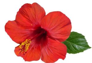 50GM Hibiscus flower  Powder at best price - hbkonline.in