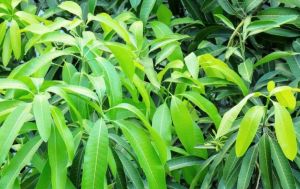 100 g  Mango Leaves / Maavilai Powder Online - hbkonline.in