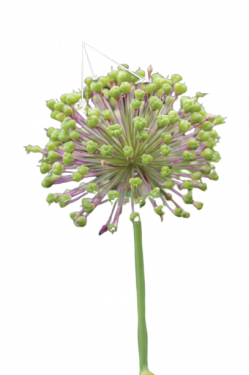 Buy Node Flower Allmania Spinach Seed Balls Online - hbkonline.in