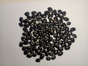 Velvet Bean Seed / Poonaikali Vithai Powder - hbkonline.in