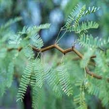 Buy Mesquite Leaves / Karuvelam ilai / Tumma / Karuvelum / Kikar Powder ...