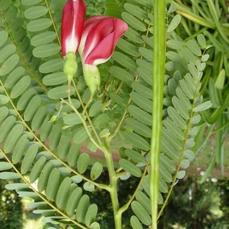  Can August Tree Leaves Powder Help in Managing Diabetes?