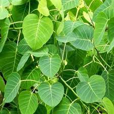 Traditional Uses of Banyan Bark Powder in Herbal Medicine