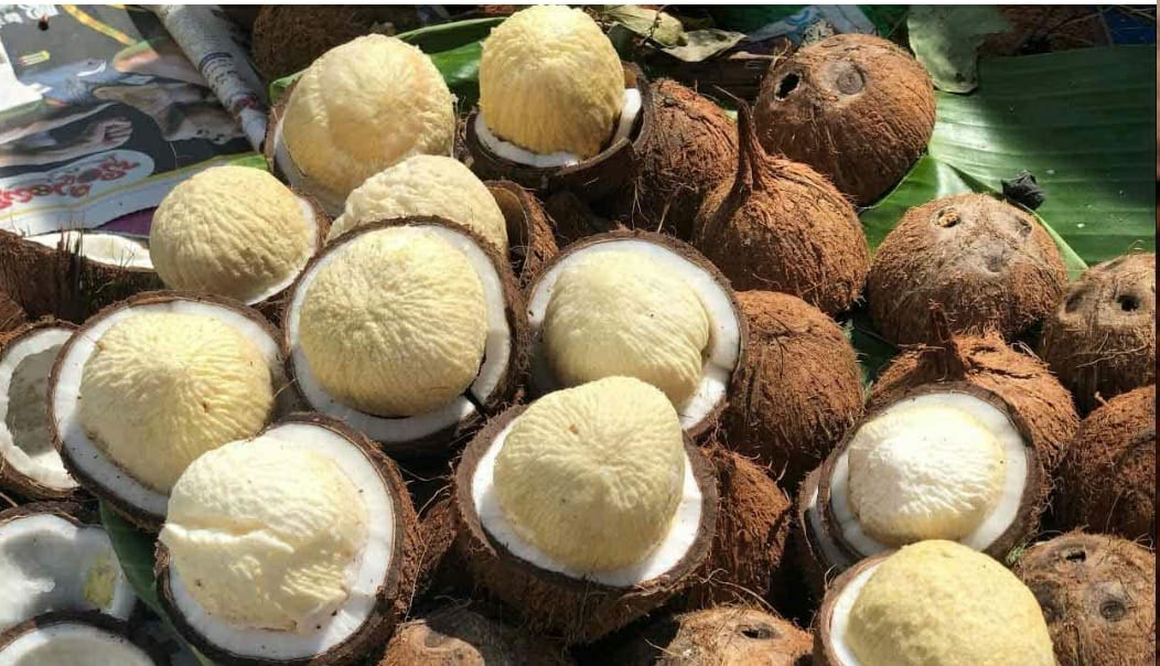 What are the health Benefits of Coconut Embryos?