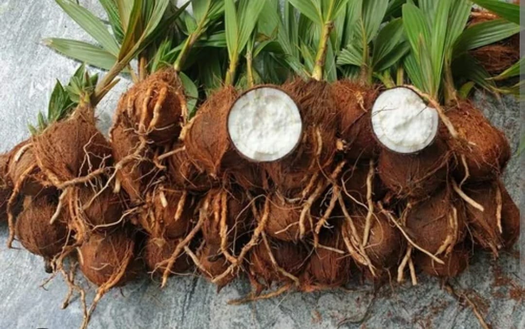 11 amazing sprouted coconut benefits