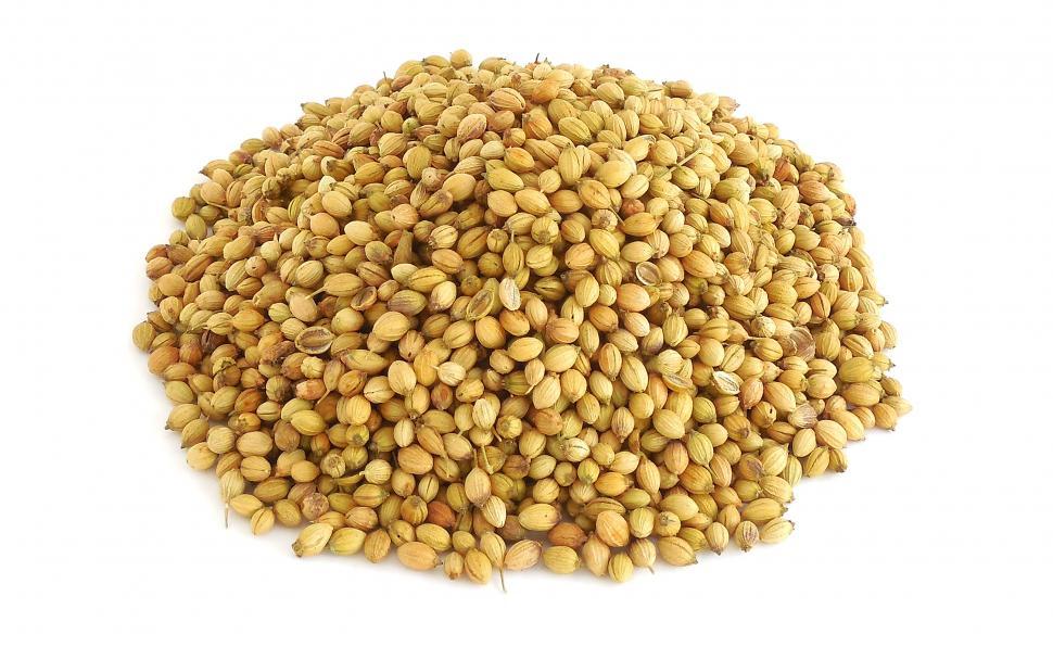 What are the potential health benefits of consuming coriander seed powder?