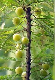 What is the lifespan of amla tree?