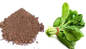 How to Use Chicory Leaves Powder