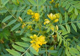 Health benefits of  senna leaves powder