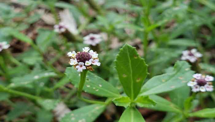  What are the Health Benefits of Frog Fruit Powder?