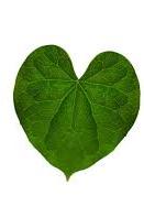 traditional Ayurvedic uses of heart-leaved moonseed: