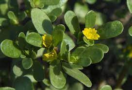 How Does Horse Purslane Powder Support Overall Health?