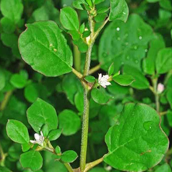 "What is Horse Purslane Powder? Everything You Need to Know"