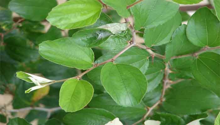 How to Use Indian Jujube Leaf Powder in Your Daily Routine?