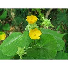 How does Indian mallow powder support respiratory health?