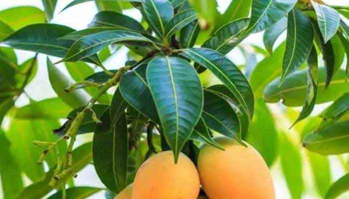 Is Mango Leaves Powder Good for Digestion?