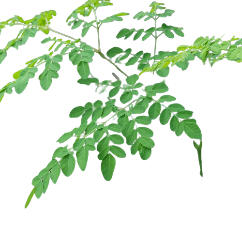 What are the Nutritional Components of Moringa Powder?