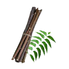 Neem Twigs: A Natural Solution for Sensitive Teeth and Gums