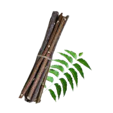 The Historical Significance of Neem Twigs in Oral Hygiene