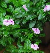 What Are the Health Benefits of Periwinkle Powder?