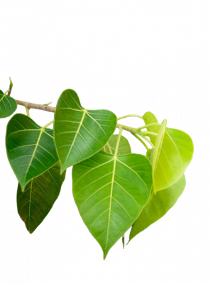 How can Peepal Leaves Powder be used?