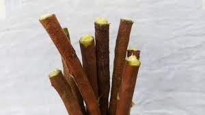 7 Amazing health benefits of neem sticks