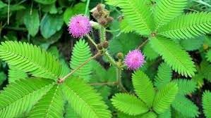 What are the health benefits of Sensitive Plant powder?