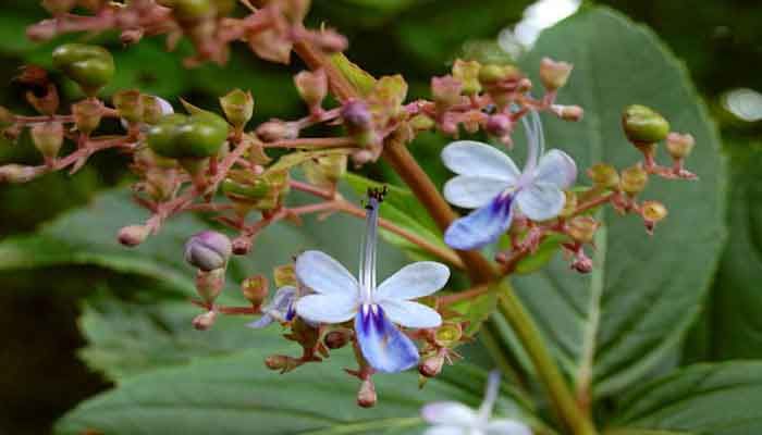  Can Siru Thekku powder be incorporated into daily cooking or smoothies?