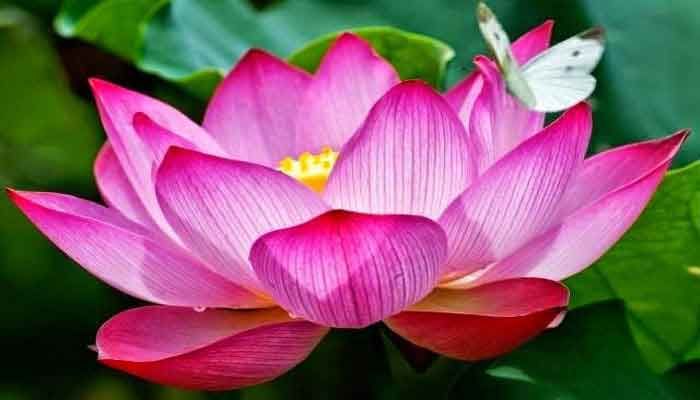 Indian Lotus Flower Powder: A Natural Elixir for Skin and Hair Health