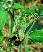 How do you eat  wonderberry  powder?