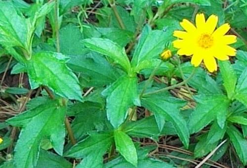 How Can Yellow False Daisy Powder Promote Hair Growth and Scalp Health?